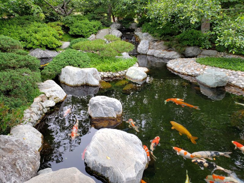 Koi Pond Installation
