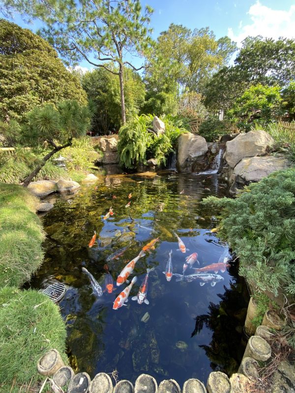 Completed Koi Pond with Waterfall