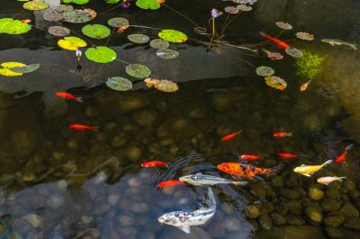 Koi Pond with Lighting